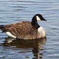 Kanadagans (Branta canadensis)